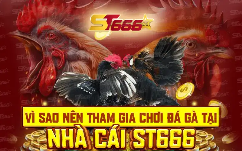 Vì sao nên tham gia chơi đá gà tại nhà cái ST666 mobi